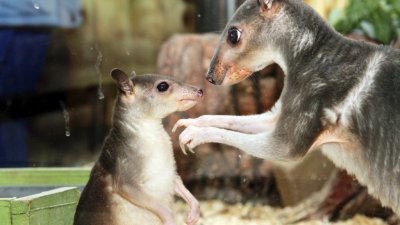 В зоопарке Екатеринбурга родился второй кустарниковый кенгуренок (ФОТО)