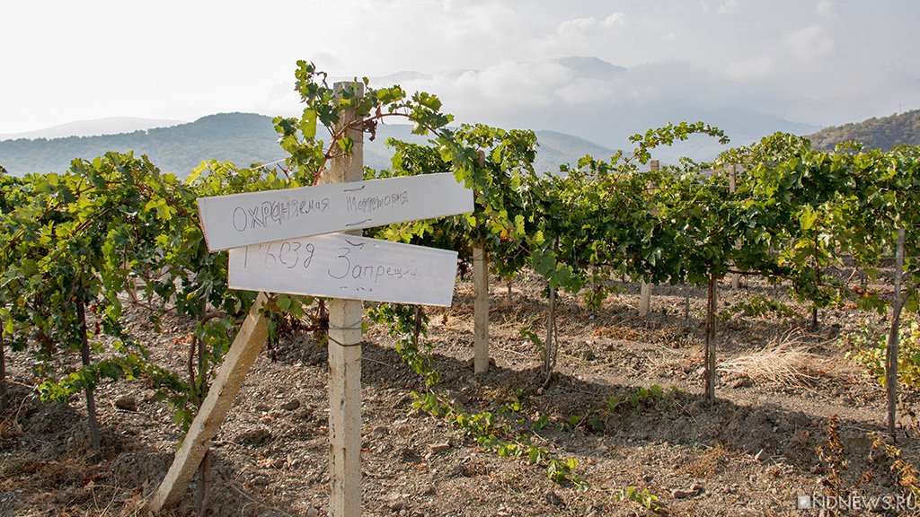 В Крыму могут исчезнуть традиционные сорта винограда