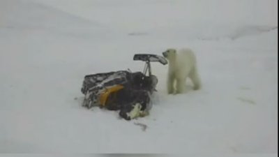 На Ямале белый медведь пытался угнать снегоход