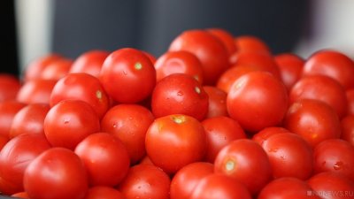 На Южный Урал завезли 18 тонн томатов, зараженных опасным вредителем