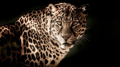 В Индии леопард ранил шесть человек в здании суда