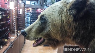 На Урале разрешили убить 757 медведей