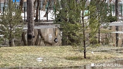 В Екатеринбурге утки облюбовали лужи и техканалы (ФОТО)