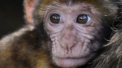 Компания Илона Маска научила обезьяну телепатии с помощью чипа в мозге