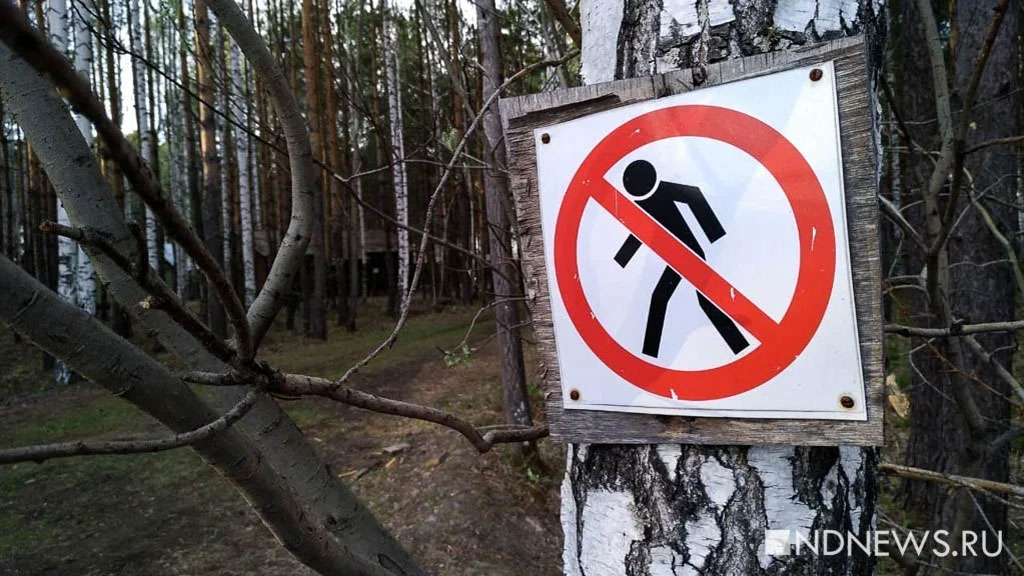 «Для снижения рисков»: посещение лесов Подмосковья запретили до конца августа