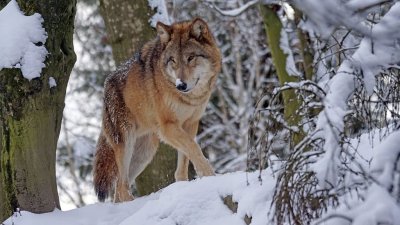 В США волки предотвращают ДТП с оленями