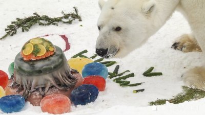 В екатеринбургском зоопарке трагически погиб белый медведь