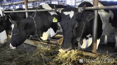 Уральские ученые работают над созданием безрогих коров с гипоаллергенным молоком
