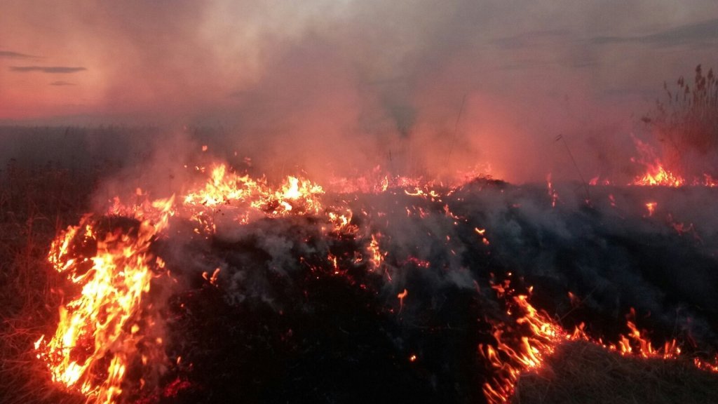 В Тюмени рядом с городом горит трава, за сутки в регионе произошло 88 пожаров