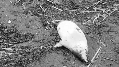 «Вопиющая ситуация»: Минприроды обвинило браконьеров в массовой гибели каспийских тюленей