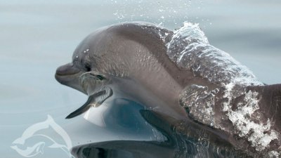 СМИ: Россия увеличила количество боевых дельфинов для защиты Севастополя