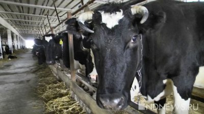 В Польше могут пойти на массовый забой скота