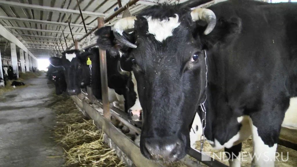 В Югре зафиксирована вспышка лептоспироза у крупного рогатого скота