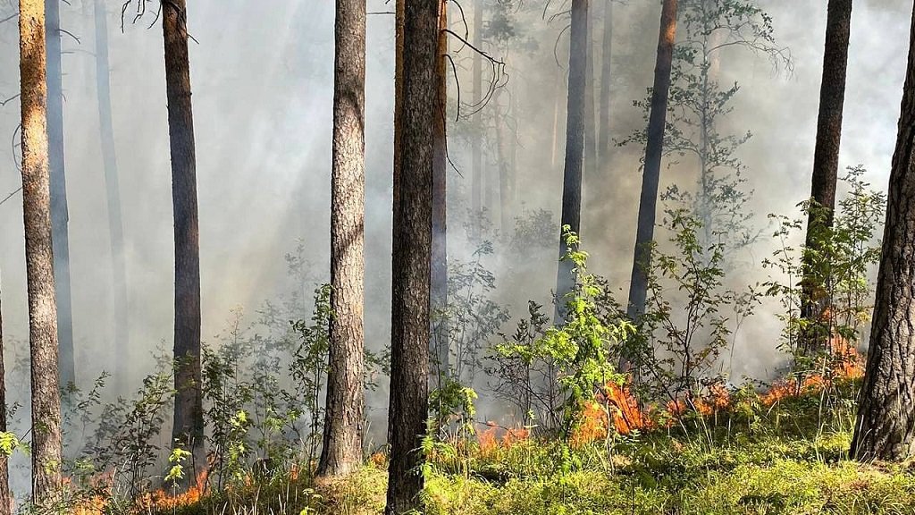 За день под Кыштымом сгорело почти 200 гектаров леса