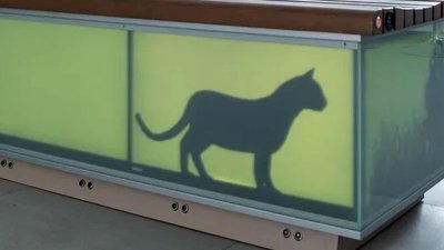 В «Музее света» поселилась виртуальная кошка