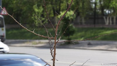 В центре Челябинска засохли деревья на «аллее памяти»