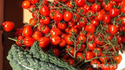 Россельхознадзор обнаружил вирус морщинистости томатов, который может разорить хозяйства