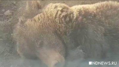 В Красноярском крае медведь убил подростка