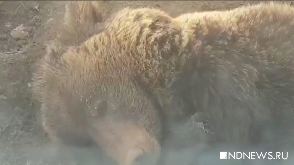 В Красноярском крае медведь убил подростка