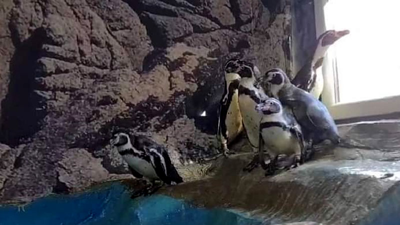 Выдры и пингвины из японского зоопарка отказываются есть дешевую рыбу, которой их кормят из экономии