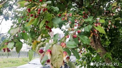 Аномалия: на Урале в мае покраснели яблоки – на несколько месяцев раньше срока (ФОТО)