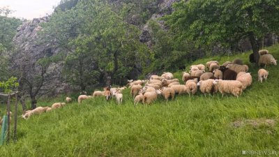 В Греции стадо овец разорило фермера, съев урожай конопли