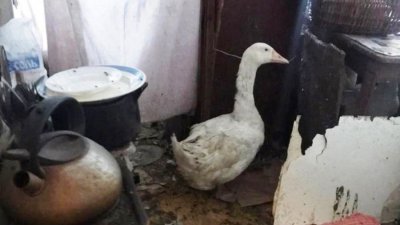 В Реже женщина разводит гусей и индюков в двухкомнатной квартире (ФОТО)