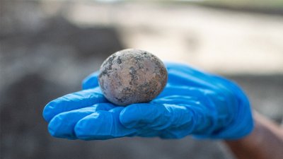 В Израиле нашли куриное яйцо возрастом около тысячи лет