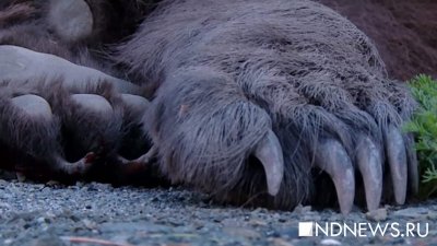 В Приморье ищут исхудавшего медведя с ведром на голове