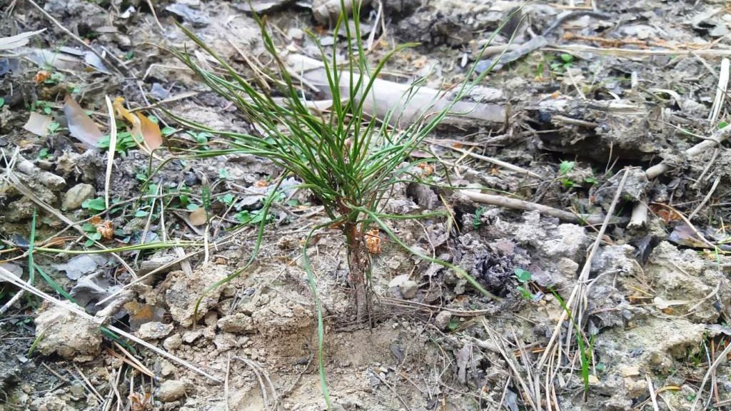 Гектар за гектар – на Ямале компании ТЭК высаживают новые леса взамен загубленных