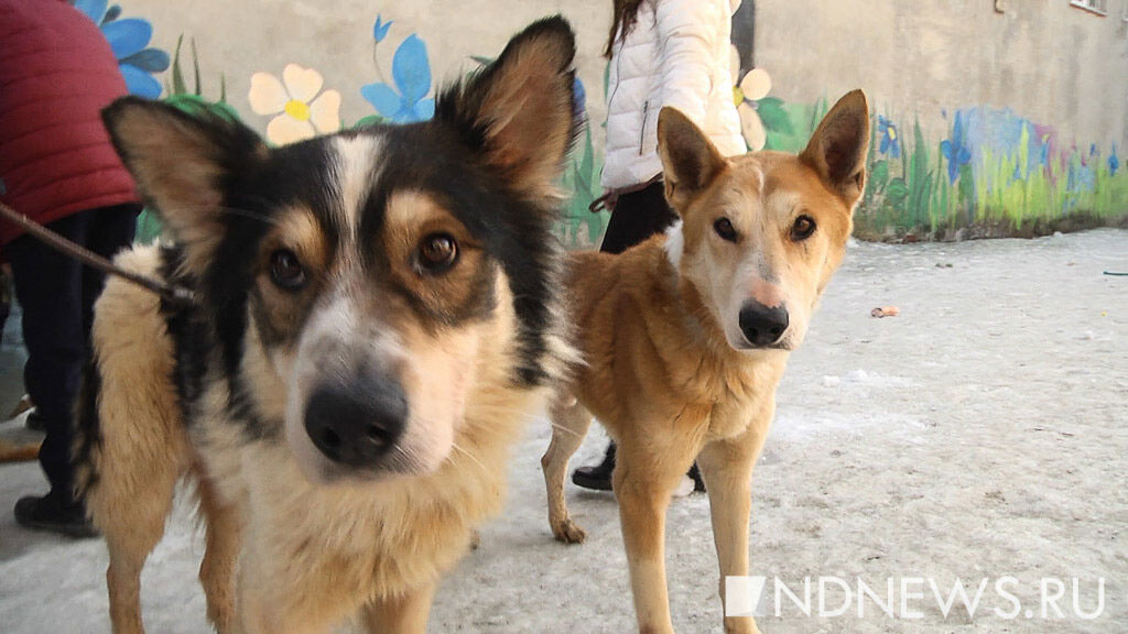 Курганская облдума приняла в первом чтении закон о штрафах за неправильный выгул собак