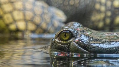 В Чехии полиция два дня ловила крокодила, сбежавшего из частного зверинца