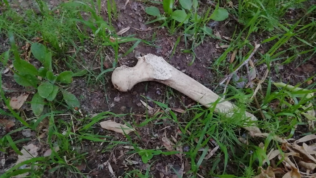 В Зелёной Роще нашли человеческие кости (ФОТО)