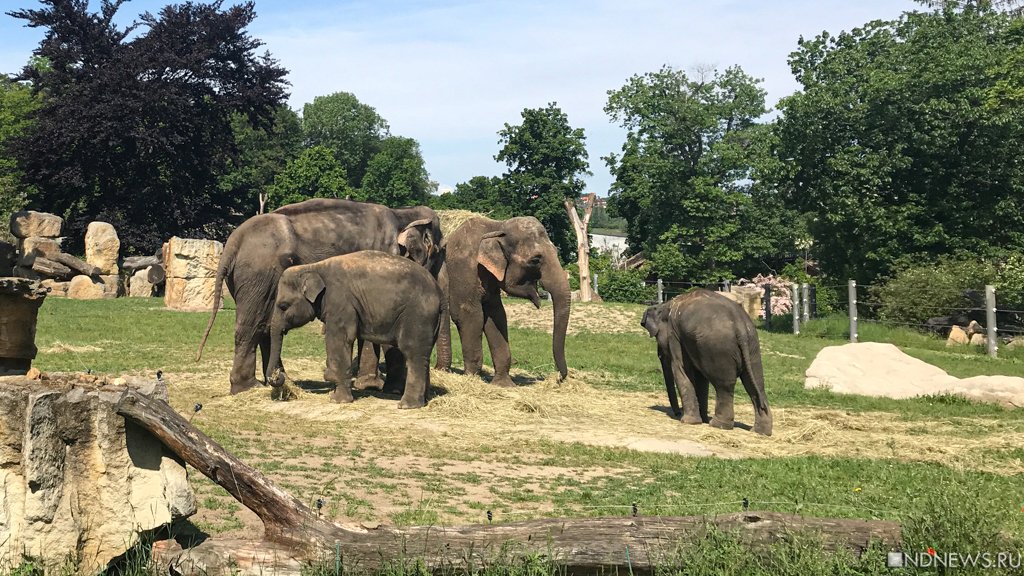 Жителей Златоуста возмутило выступление заезжих циркачей с изможденным слоном