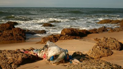 На берег Шри-Ланки выкинуло сотни трупов морских обитателей