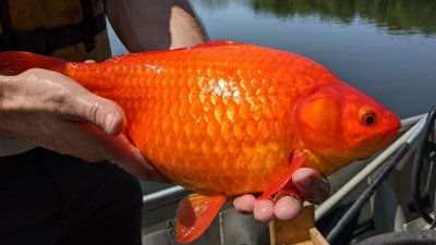 В США одичавшие золотые рыбки захватили озеро