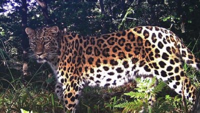 Популяция редких леопардов выросла в три раза за 20 лет