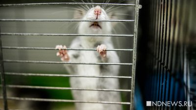 В Челябинской области крысы оккупировали девятиэтажное общежитие