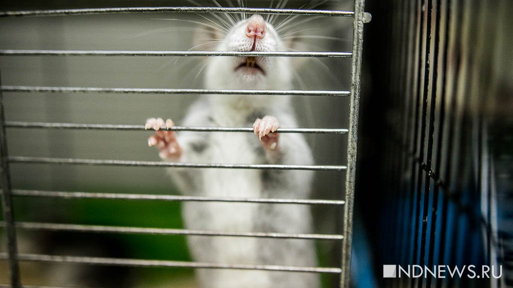 Полиция в Индии обвинила крыс в пропаже 200 кг конопли