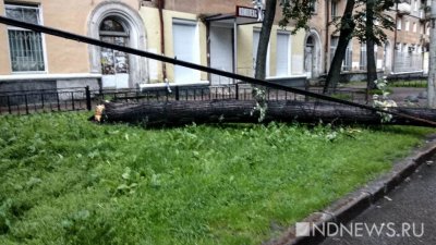 В Санкт-Петербурге штормовой ветер повалил около ста деревьев