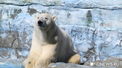 Парализованную белую медведицу доставили с Диксона в Московский зоопарк
