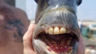 На удочку рыбака попалась рыба с человеческими зубами (ФОТО)