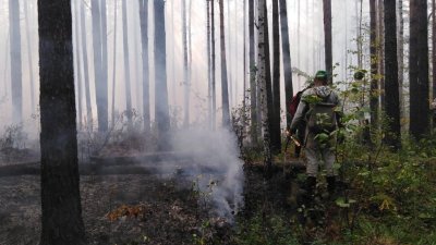 Причиной сильного пожара под Первоуральском стал непотушенный костер