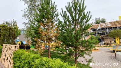 Растения не вянут, они готовятся к осени: организаторы «Атмосферы» рассказали, как спасают деревья от жары (ФОТО, ВИДЕО)