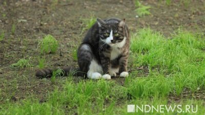 В провинции Парма таинственно исчезли десятки домашних кошек