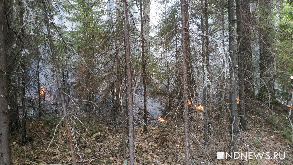 Площадь лесных пожаров в Свердловской области за сутки увеличилась в десять раз