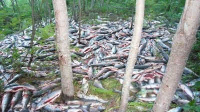 На Сахалине нашли 100 тонн брошенной браконьерами горбуши