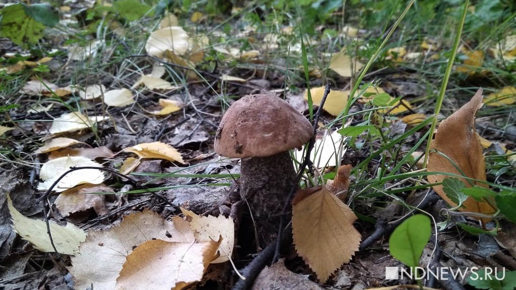 В лесах Свердловской области начался сезон грибов и земляники