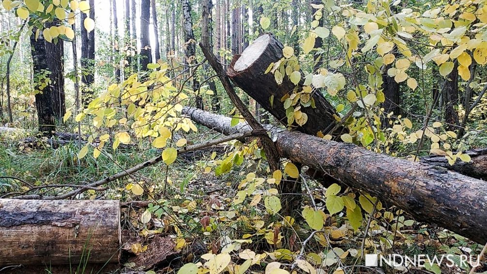 Российские военные хотят вырубать лес без оформления разрешений