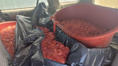 На Сахалине полиция нашла 225 кг незаконно добытой красной икры